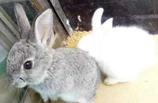 兔子可以吃小瓜吗怎么吃,兔子食用小瓜的正确方法与注意事项