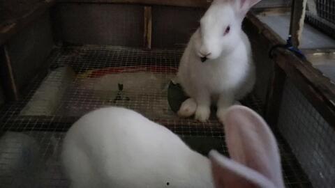 兔子可以吃小瓜吗怎么吃,兔子食用小瓜的正确方法与注意事项