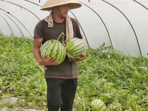 烟台吃瓜小市民,揭秘当地独特美食文化