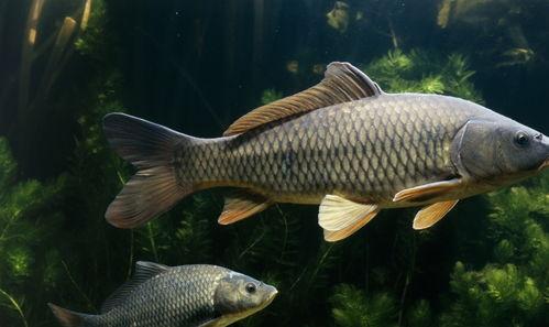 刘大瓜吃鲤鱼,一场味蕾与视觉的盛宴