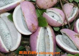 八月瓜和哈蜜瓜一起吃吗,美味与健康共存