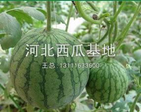 河北永年吃瓜视频,揭秘当地特色美食文化