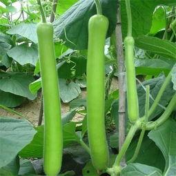 付瓜怎么吃,解锁美味新境界