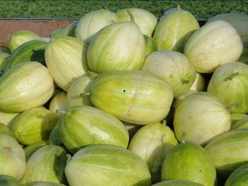 吃甜的瓜叫什么瓜,揭秘“吃甜的瓜”的独特魅力