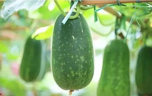 湖北人吃的瓜是什么瓜
