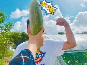 网红被打吃瓜,吃瓜群众热议，真相究竟如何？