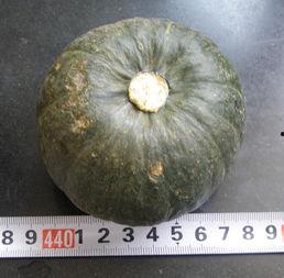 吃瓜小窝瓜特效,揭秘特效背后的神奇魅力