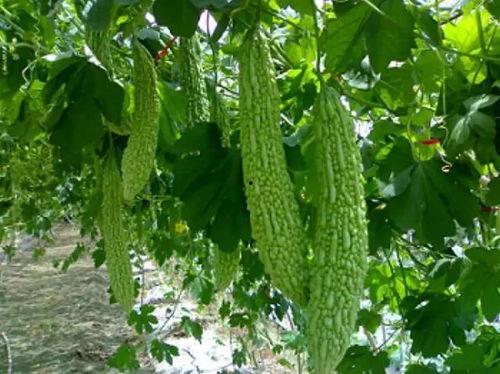 三心吃瓜,揭秘娱乐圈背后的甜蜜与苦涩