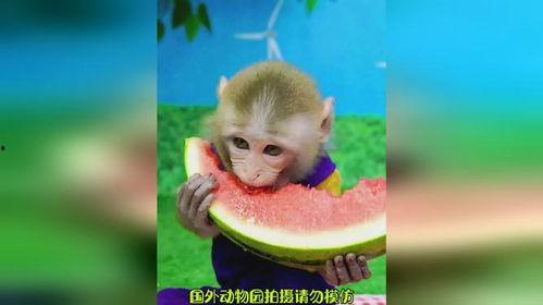 猴子吃瓜写词语,趣味横生的成语故事