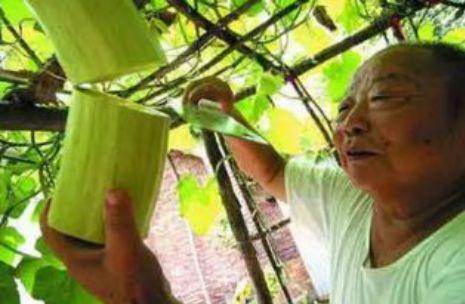 什么瓜可以砍着吃