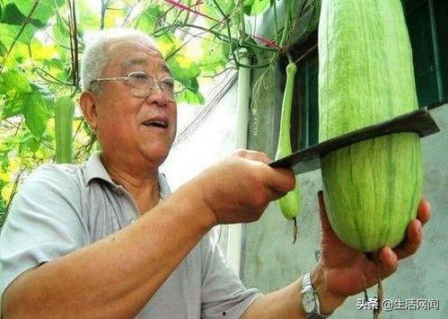 什么瓜可以砍着吃