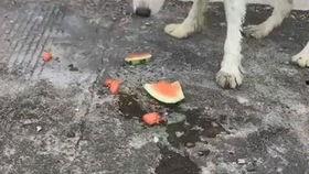 小狗可以吃京瓜吗,宠物小狗的适宜美食探索
