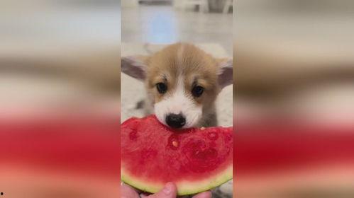 小狗可以吃京瓜吗,宠物小狗的适宜美食探索