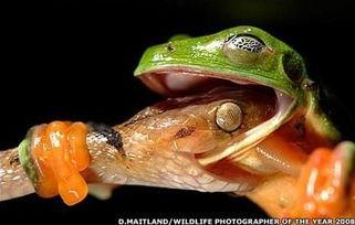 喷水蛙视频吃瓜,趣味视频背后的故事