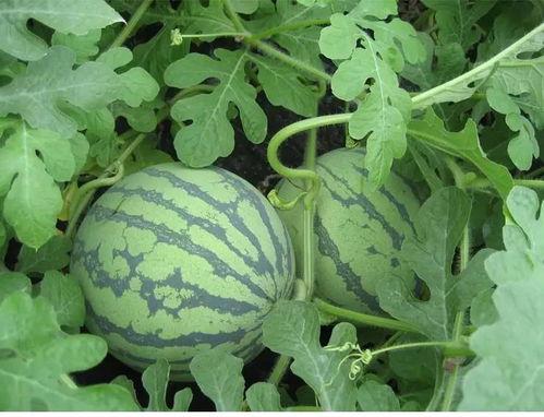 花间令吃瓜,品味瓜果，畅享夏日清凉时光