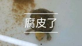 吃哈密瓜的龟,探寻龟类美食与健康的奇妙之旅