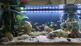 吃哈密瓜的龟,探寻龟类美食与健康的奇妙之旅