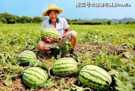 梦见路边摘瓜吃,路边摘瓜吃，揭秘潜意识中的田园幻想