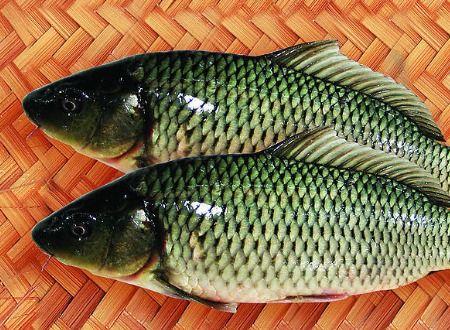 鲤鱼吃瓜吗,探究鱼儿饮食之谜