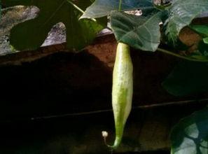 上海山瓜怎么吃,解锁夏日清新美味