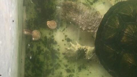 小鳄龟吃瓜,小鳄龟的夏日瓜果盛宴