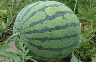 清静网络吃瓜群,揭秘网络世界的轻松一隅