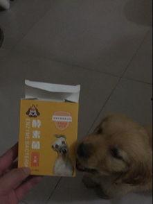 蓝瓜狗狗可以吃吗,安全与禁忌揭秘