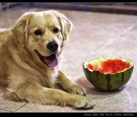 蓝瓜狗狗可以吃吗,安全与禁忌揭秘